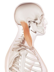 medically accurate muscle illustration of the sternocleidomastoid