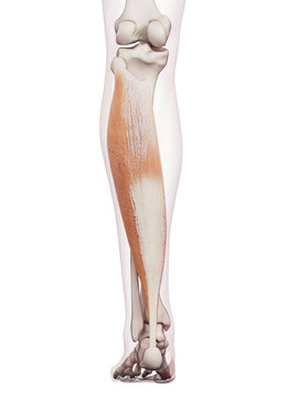 medically accurate muscle illustration of the soleus