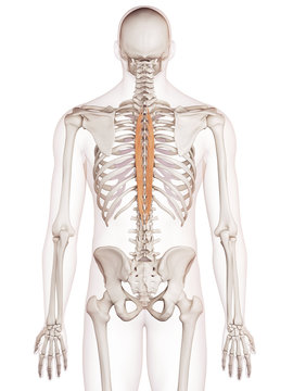 medically accurate muscle illustration of the spinalis thoracis