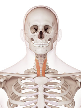 medically accurate muscle illustration of the sternothyroid