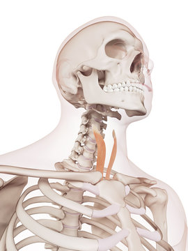 medically accurate muscle illustration of the sternothyroid