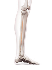 medically accurate muscle illustration of the tibialis posterior