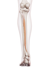 medically accurate muscle illustration of the tibialis posterior