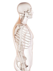 medically accurate muscle illustration of the trapezius