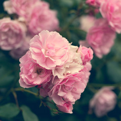 pink roses in the garden