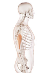 medically accurate muscle illustration of the triceps