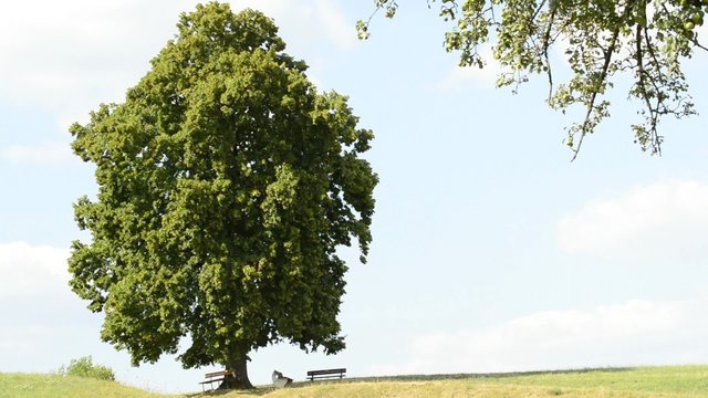 Bank unter alter Linde