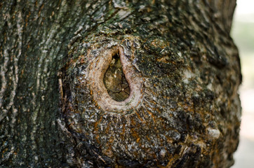 Abstract background. Bark of tree texture