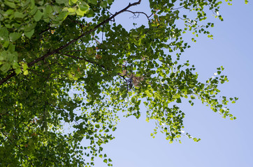 Looking up to the sky in birch forest