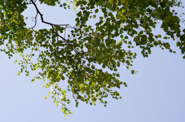 Looking up to the sky in birch forest