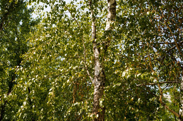 Looking up to the sky in birch forest