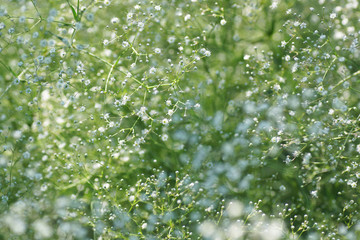 white flower gypsophila.