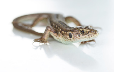Lizard on a white background.
