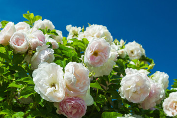 Pink flowers on a green Bush in the Park in the summer