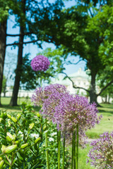 Obraz premium Pink flowers on a green Bush in the Park in the summer