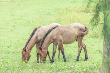 Fototapeta premium horse