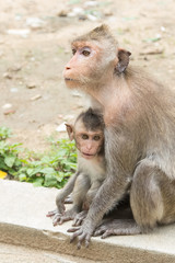 monkey family sitting in the park