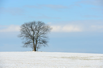 Large Tree in Field on Sunny Day after Snowfall