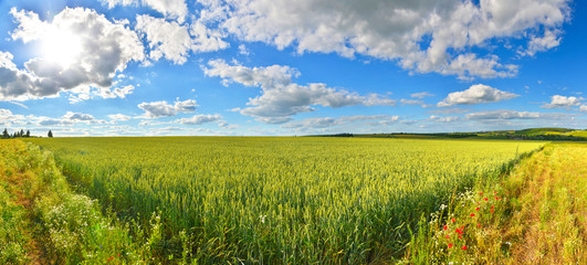 Field of green wheat in summer countryside
