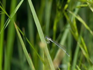 Blue dragonfly sitting on the grass