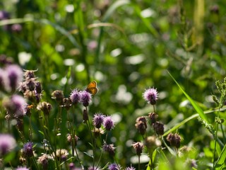 brown heath butterfly sitting on the thistle flower on the meadow.