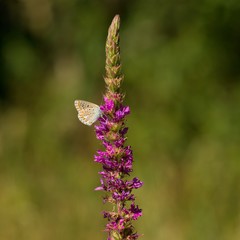 Blue butterfly on the plant feeding
