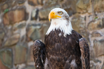 Weißkopfseeadler
