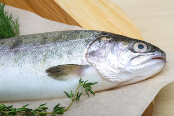 Raw trout