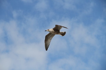 Obraz premium eine Möwe