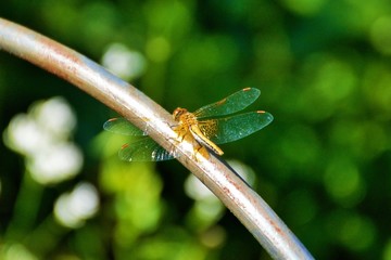 A photo of dragon-fly in summer day