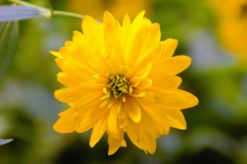 Golden ball (rudbeckia) in summer day