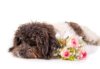 Kleiner Hund mit Blumenstrauss
