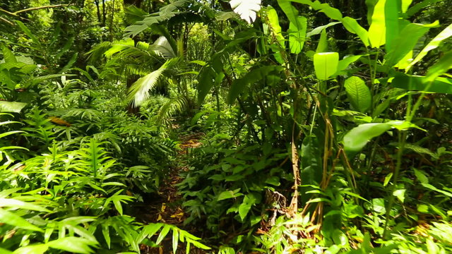 Walking Through Dense Hawaiian Rain Forest with Steadicam. Green Lush Jungle.
