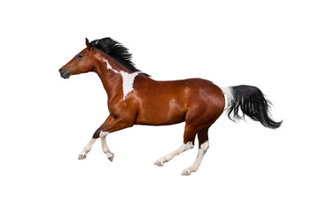 Pinto horse run gallop on white background