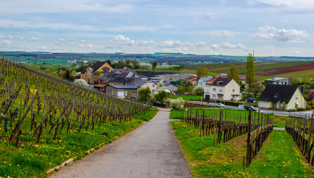 detail of vineyards near luxembourg town remich surrounded by many small villages and moselle river.