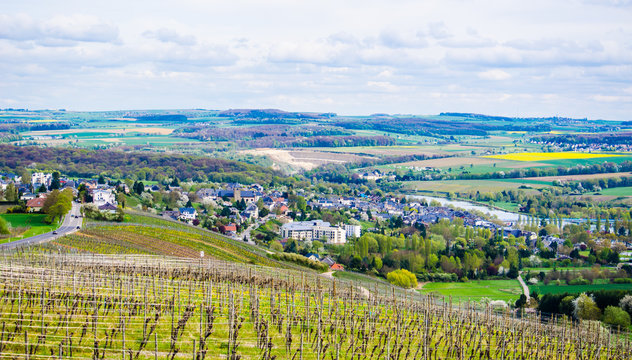detail of vineyards near luxembourg town remich surrounded by many small villages and moselle river.