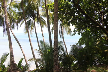 Guyane - &Icirc;les du Salut - Ao&ucirc;t 2015