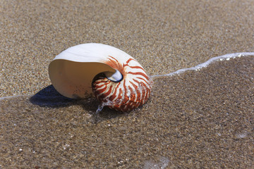 Nautilus seashell on water background