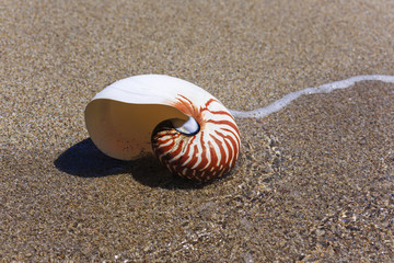 Nautilus seashell on water background