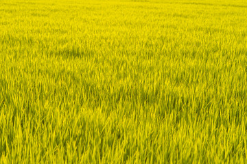 Rice field with sunset light