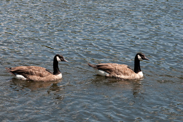 Wilde Gänse
