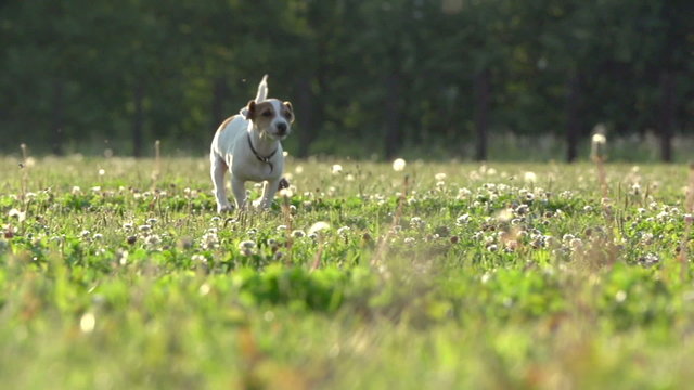 Cute puppy dog Jack Russell three months, slow motion 240