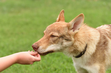 Czech wolf portrait