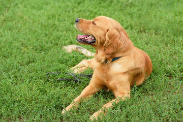 Golden retriever portrait