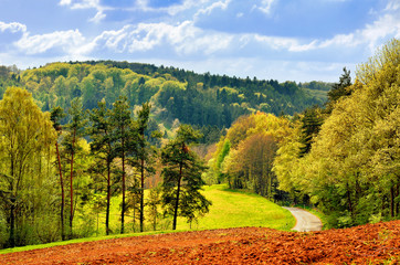 Mischwald im Frühling © reimax16