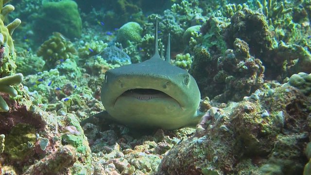 Whitetip reef shark close up