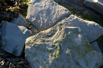Fossil on jurassic Kilve beach