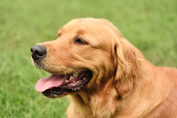 Golden retriever portrait