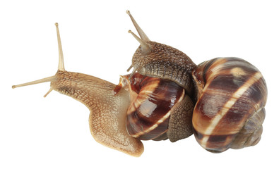 Snails Mating