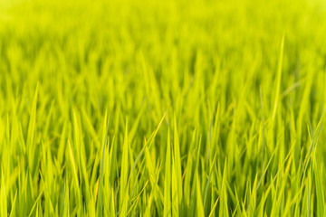 Rice field with sunset light